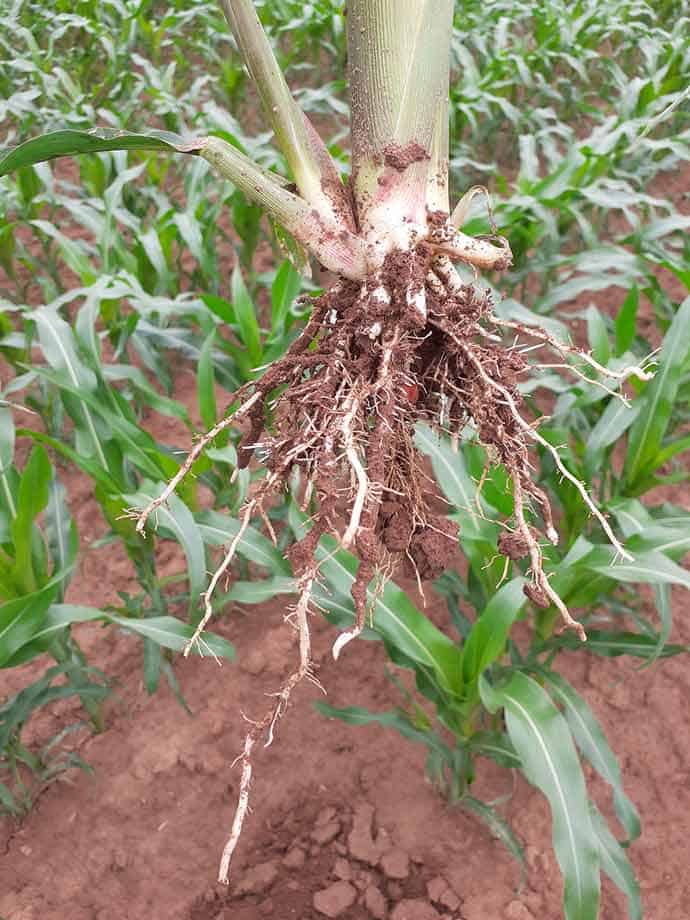 Mykorrhiza Landwirtschaft – Mais Ergebnis ohne Mykorrhizabehandlung
