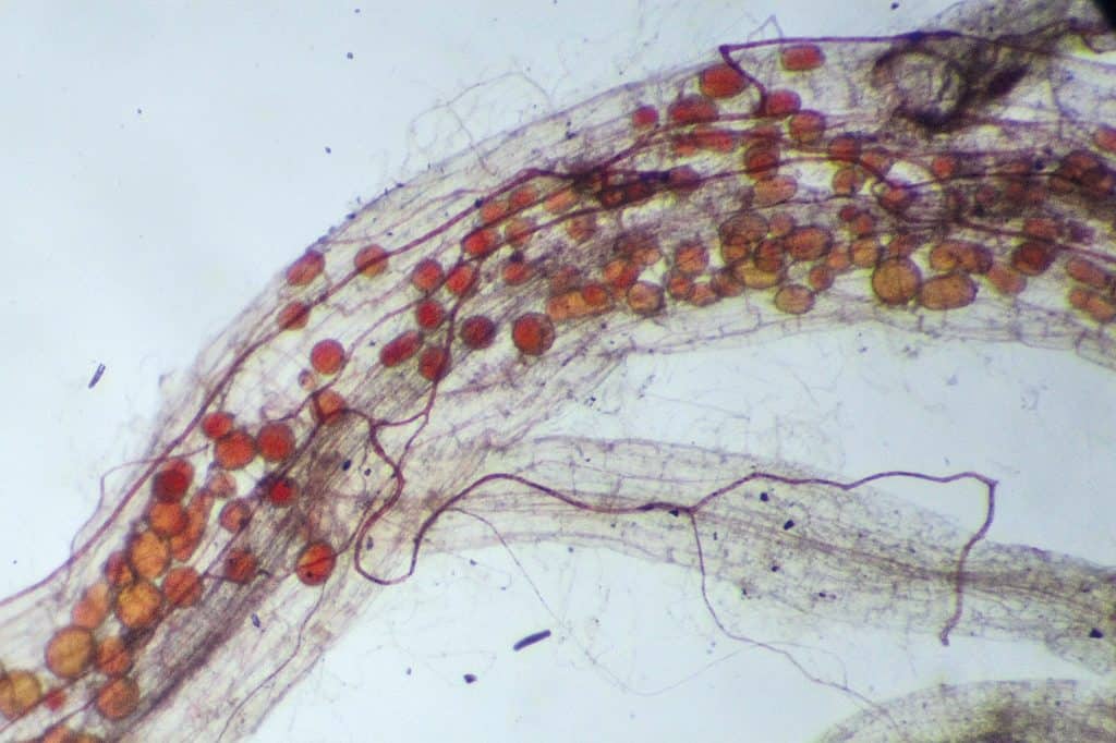 Biostimulanzien – INOQ Mykorrhiza als Biostimulanz