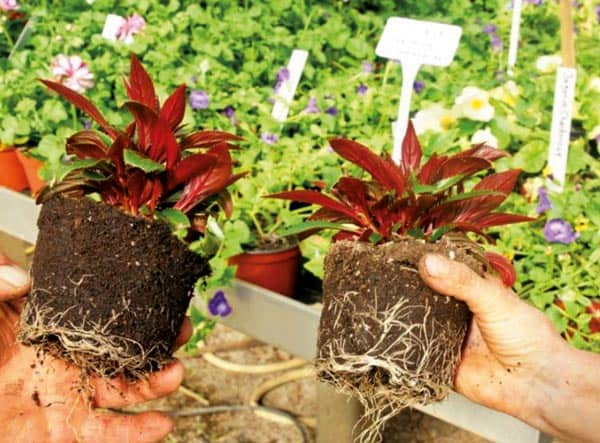 Mykorrhiza Anwendung im Garten- und Landschaftsbau