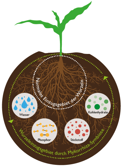 Mykorrhiza Symbiose